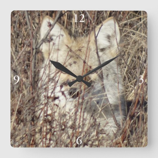 R21 Coyote "Watching You" Quadratische Wanduhr (Vorderseite)
