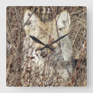 R21 Kojote "Beobachtet dich" Quadratische Wanduhr