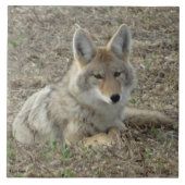 R22 Coyote Lay Fliese (Vorderseite)