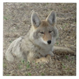 R22 Coyote Lay Fliese
