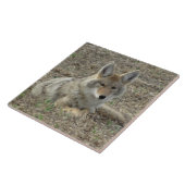 R22 Coyote Lay Fliese (Seite)