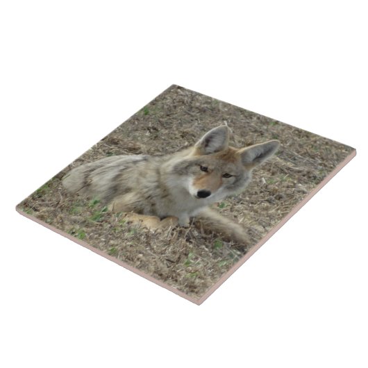 R22 Coyote Lay Fliese (Seite)