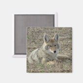 R22 Coyote Lay Magnet (Vorderseite/Rückseite)