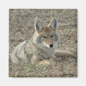 R22 Coyote Lay Magnet (Vorne)