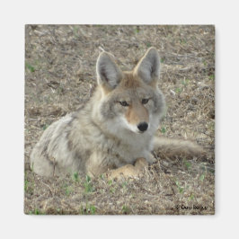 R22 Coyote Lay Magnet