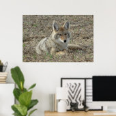 R22 Coyote Lay Poster (Heimbüro)