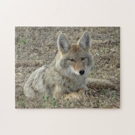 R22 Coyote Lay Puzzle (Horizontal)