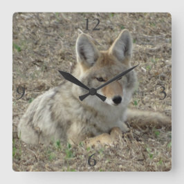 R22 Coyote Lay Quadratische Wanduhr