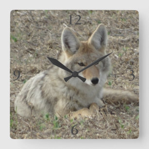 R22 Coyote Lay Quadratische Wanduhr