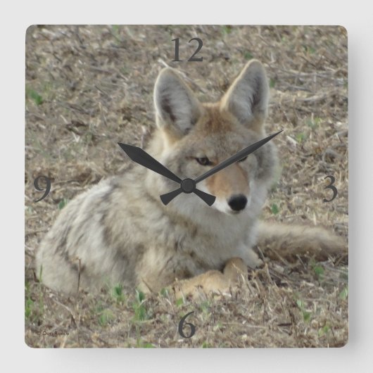 R22 Coyote Lay Quadratische Wanduhr (Vorderseite)