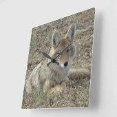 R22 Coyote Lay Quadratische Wanduhr (Winkel)