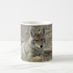 R22 Kojote liegt Kaffeetasse