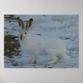 R23 Schneeschuh-Hare Poster (Vorne)