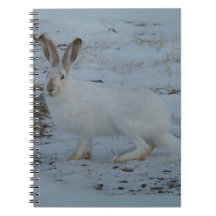 R23 Schneeschuhhase