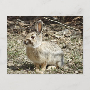 R24 Kaninchen aus Baumwolle und Schwanz Postkarte