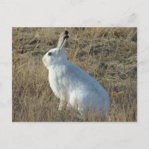 R25 Schneehase Postkarte