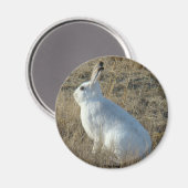 R25 Schneeschuh-Hare Magnet (Vorderseite/Rückseite)