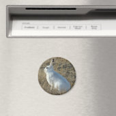 R25 Schneeschuh-Hare Magnet (In Situ (Geschirrspüler))
