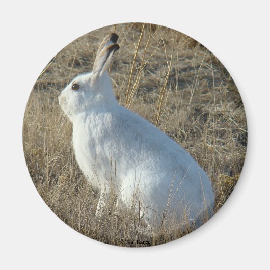 R25 Schneeschuh-Hare Magnet (Vorne)