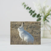 R25 Schneeschuh-Hare Postkarte (Stehend Vorderseite)