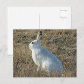 R25 Schneeschuh-Hare Postkarte (Vorne/Hinten)