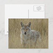 R2 Coyote in Großgras Postkarte (Vorne/Hinten)