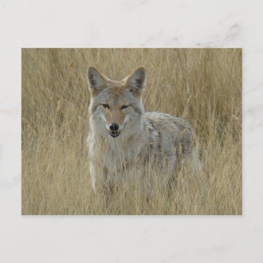 R2 Coyote in Großgras Postkarte (Vorderseite)