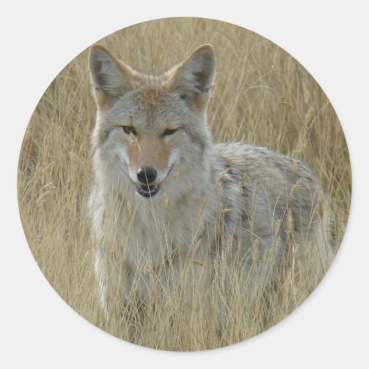 R2 Coyote in Großgras Runder Aufkleber (Vorderseite)