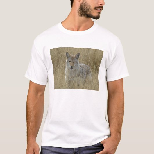R2 Coyote in Großgras T-Shirt (Vorderseite)