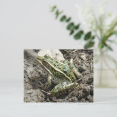 R3 Leopard Frosch Postkarte (Stehend Vorderseite)