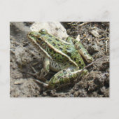 R3 Leopard Frosch Postkarte (Vorderseite)