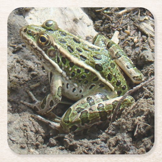 R3 Leopard Frosch Rechteckiger Pappuntersetzer (Vorderseite)