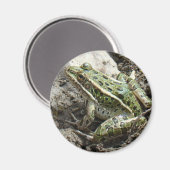 R3 Leopardfrosch Magnet (Vorderseite/Rückseite)