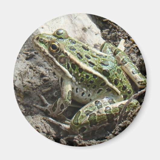 R3 Leopardfrosch Magnet (Vorne)