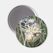 R4 Bull Snake Head Shot Magnet (Vorderseite/Rückseite)