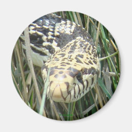 R4 Bull Snake Head Shot Magnet