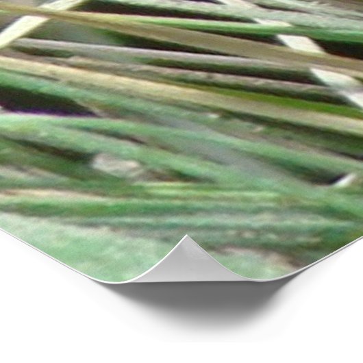 R4 Bull Snake im Gras Poster (Ecke)