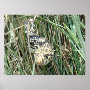 R4 Bull Snake im Gras Poster