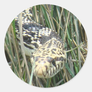 R4 Bull Snake im Gras Runder Aufkleber