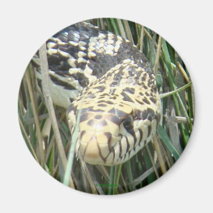R4 Bull Snake Kopfschuss Magnet
