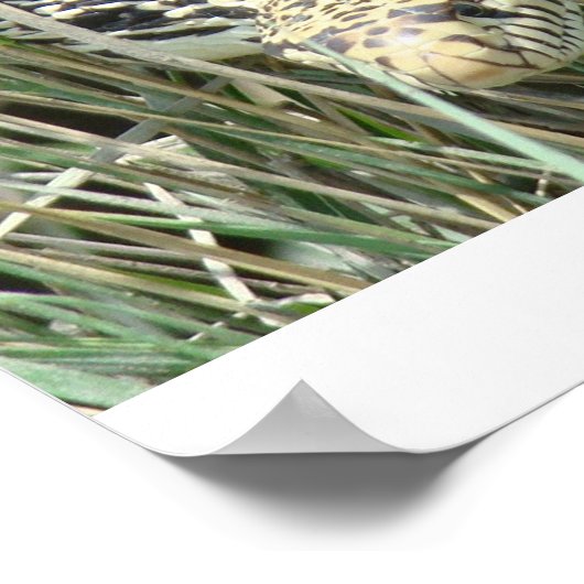 R4 Bullsnake im Gras Poster (Ecke)