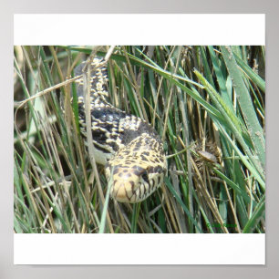 R4 Bullsnake im Gras Poster