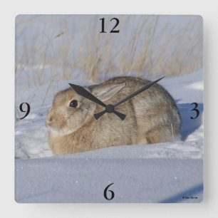 R5 Baumwollschwanzkaninchen im Schnee Quadratische Wanduhr