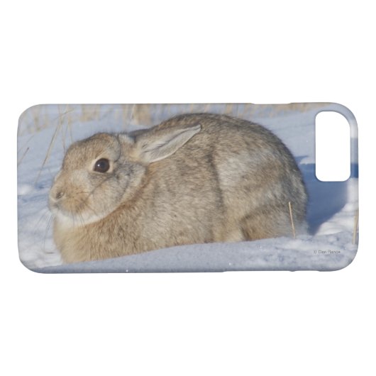 R5 Cottontail Kaninchen im Schnee Case-Mate iPhone Hülle (Rückseite (Horizontal))