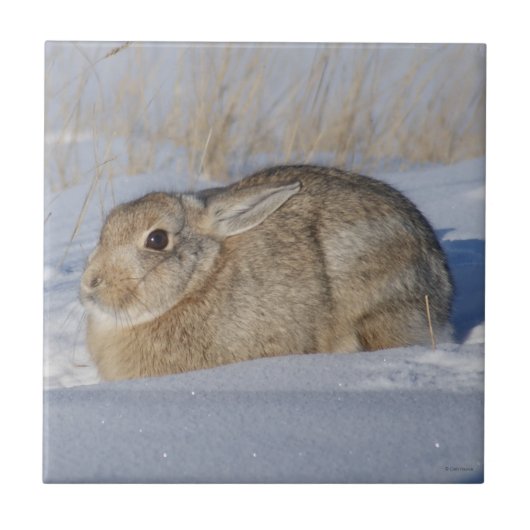 R5 Cottontail Kaninchen im Schnee Fliese (Vorderseite)