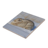 R5 Cottontail Kaninchen im Schnee Fliese (Seite)