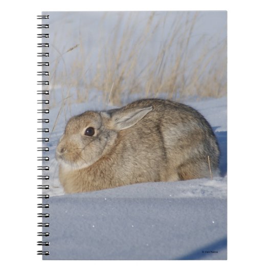 R5 Cottontail Kaninchen im Schnee Notizblock (Vorderseite)