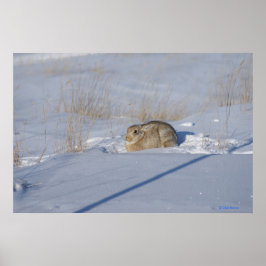 R5 Cottontail Kaninchen im Schnee Poster