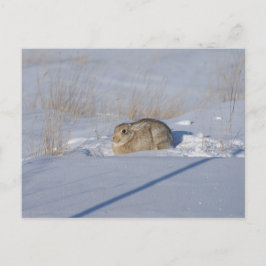 R5 Cottontail Kaninchen im Schnee Postkarte