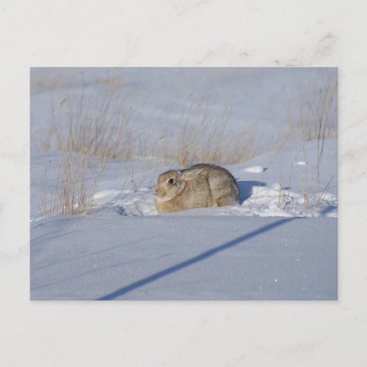 R5 Cottontail Kaninchen im Schnee Postkarte (Vorderseite)